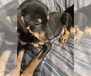 Basset Hound-Labrador Retriever Mix Dogs for adoption in New Hampton, NY, USA