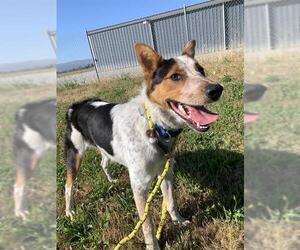Mutt Dogs for adoption in Santa Cruz, CA, USA
