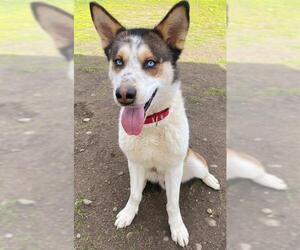 Akita-Siberian Husky Mix Dogs for adoption in Sacramento, CA, USA