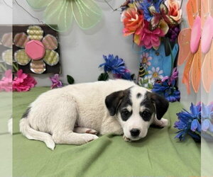 Aussiedor Dogs for adoption in SHERBURNE, NY, USA