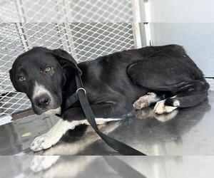 Labrador Retriever-Unknown Mix Dogs for adoption in Bakersfield, CA, USA