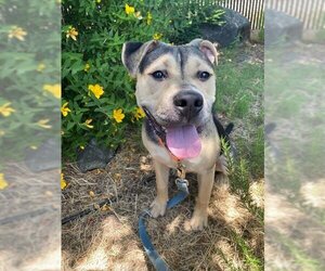 American Pit Bull Terrier Dogs for adoption in Petaluma, CA, USA