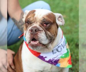 Bulldog Dogs for adoption in San Antonio, TX, USA