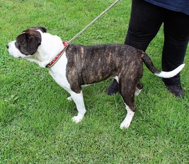 American Bulldog Dogs for adoption in Hillsdale, IN, USA