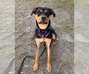 Black and Tan Coonhound-Unknown Mix Dogs for adoption in Brewster, MA, USA