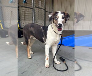 Catahoula Leopard Dog-Unknown Mix Dogs for adoption in Palmetto, FL, USA