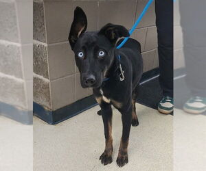 German Shepherd Dog-Huskies  Mix Dogs for adoption in Anchorage, AK, USA