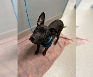 American Pit Bull Terrier-Unknown Mix Dogs for adoption in Las Vegas, NV, USA