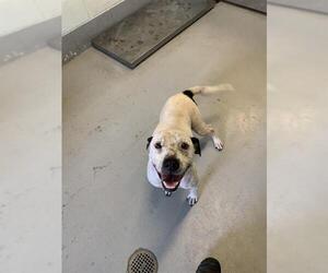 American Pit Bull Terrier-Unknown Mix Dogs for adoption in Corpus Christi, TX, USA