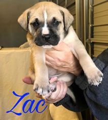 Medium Photo #1 Boxer-Unknown Mix Puppy For Sale in Peachtree City, GA, USA