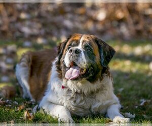 Saint Bernard Dogs for adoption in Farmington, MN, USA