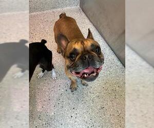 French Bulldog Dogs for adoption in Brighton, CO, USA