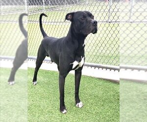 American Staffordshire Terrier Dogs for adoption in Grand Prairie, TX, USA