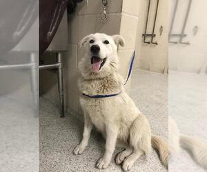 Siberian Husky-Unknown Mix Dogs for adoption in Conroe, TX, USA
