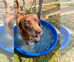 Labrador Retriever-Unknown Mix Dogs for adoption in San Diego, CA, USA