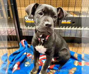Boxer-Unknown Mix Dogs for adoption in Tarrytown, GA, USA