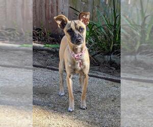 Italian Greyhuahua Dogs for adoption in San Luis Rey, CA, USA