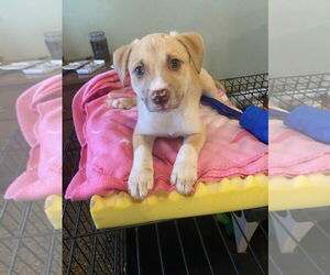 Mutt Dogs for adoption in Sanford, FL, USA