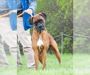 Boxer Dogs for adoption in Derwood, MD, USA
