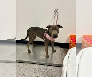 American Pit Bull Terrier-Weimaraner Mix Dogs for adoption in Henderson, NV, USA