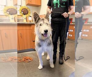 Irish Wolfhound-Unknown Mix Dogs for adoption in Santa Cruz, CA, USA