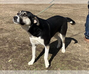 Siberian Husky-Unknown Mix Dogs for adoption in Rockaway, NJ, USA