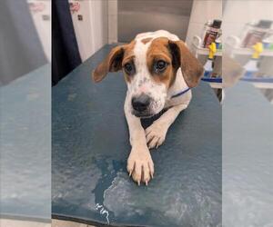 Beagle-Unknown Mix Dogs for adoption in Mobile, AL, USA