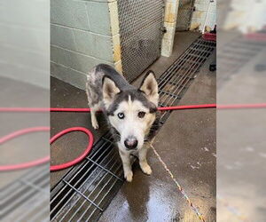 Siberian Husky Dogs for adoption in Stockton, CA, USA