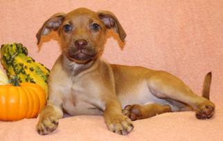 Beagle Dogs for adoption in Modesto, CA, USA