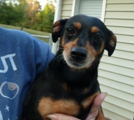 Dachshund-Unknown Mix Dogs for adoption in Ashland, VA, USA