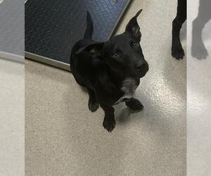 Labrador Retriever Dogs for adoption in Newton, NC, USA