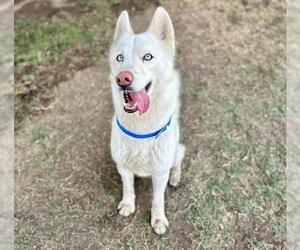 Siberian Husky Dogs for adoption in Riverside, CA, USA
