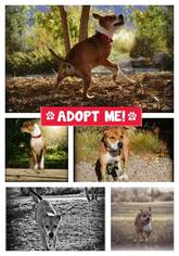 Bullboxer Pit Dogs for adoption in Lander, WY, USA