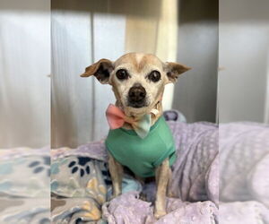 Chihuahua Dogs for adoption in Oak Bluffs, MA, USA