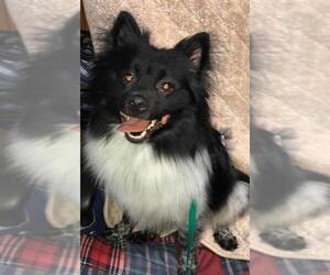 Pomeranian Dogs for adoption in Newport, KY, USA