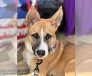 Mutt Dogs for adoption in Fort Worth, TX, USA