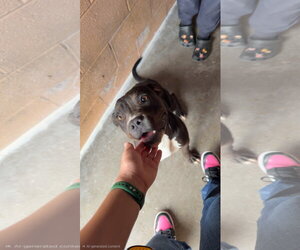 Mutt Dogs for adoption in Las Vegas, NM, USA