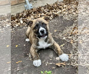 Mutt Dogs for adoption in Euless, TX, USA