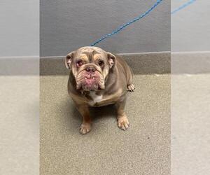 Bulldog-Unknown Mix Dogs for adoption in Las Vegas, NV, USA