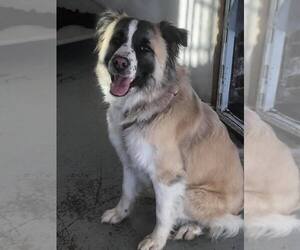 Border-Aussie Dogs for adoption in Phoenix , AZ, USA