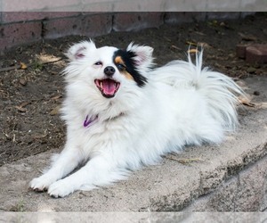 Paperanian Dogs for adoption in Rancho Santa Margarita, CA, USA