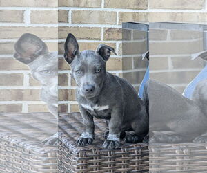 Chiweenie Dogs for adoption in Rosenberg, TX, USA