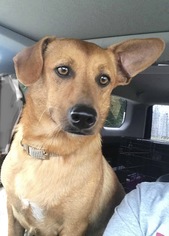 Beagi Dogs for adoption in Nashville, TN, USA