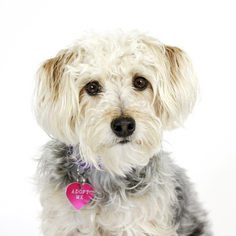 Poodle (Toy)-Unknown Mix Dogs for adoption in St. Louis Park, MN, USA