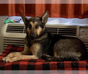 German Shepherd Dog Dogs for adoption in San Antonio, TX, USA