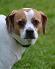 Puggle Dogs for adoption in Asheville, NC, USA