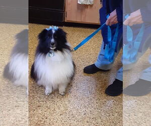 Mutt Dogs for adoption in Columbus, OH, USA