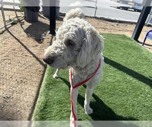 Labradoodle Dogs for adoption in HESPERIA, CA, USA