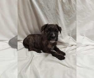 American Staffordshire Terrier-Jack Russell Terrier Mix Dogs for adoption in St. Louis Park, MN, USA