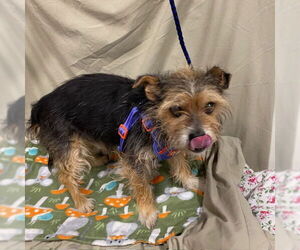 Rat Terrier Dogs for adoption in Modesto, CA, USA